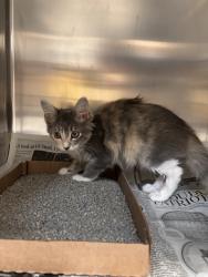 Shelter Stray Female Cat last seen Near BLOCK SPARTINA DR.-63031, 10521 Baur Blvd, Olivette, MO 63132, USA