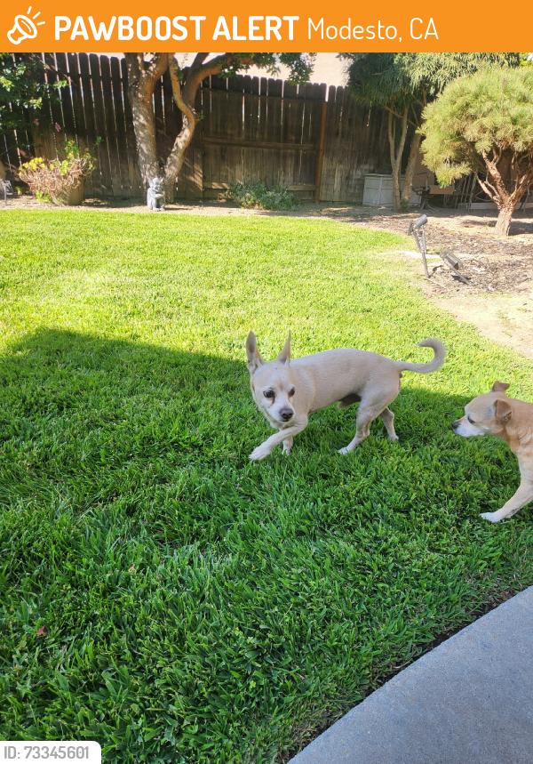 Found/Stray Male Dog last seen Bangs & Morrow road, Modesto, CA 95356
