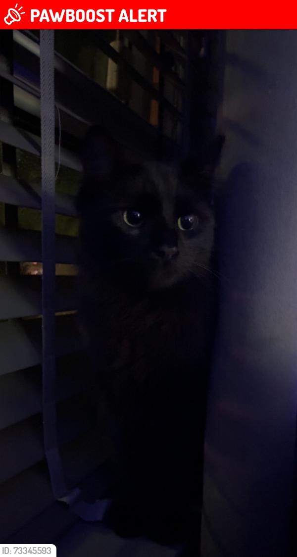 Lost Male Cat last seen Victoria road east Leicester, Leicester, England LE5 0HN