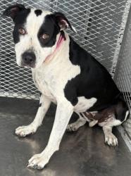 Shelter Stray Female Dog last seen Near BLOCK EL TEJON AVE, BAKERSFIELD CA 93308, 3951 Fruitvale Ave, Bakersfield, CA 93308, USA