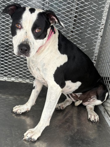 Shelter Stray Female Dog last seen Near BLOCK EL TEJON AVE, BAKERSFIELD CA 93308, 3951 Fruitvale Ave, Bakersfield, CA 93308, USA