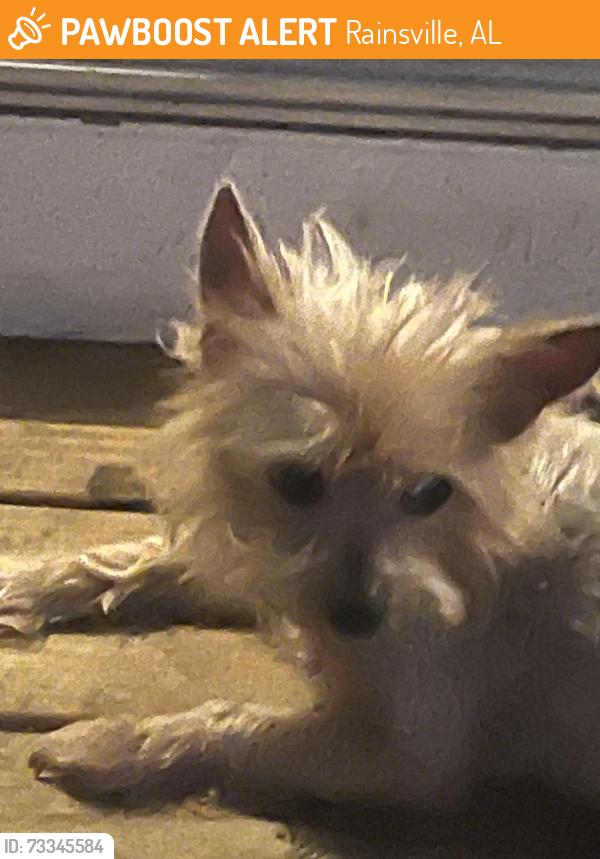 Found/Stray Male Dog last seen Everett and Chavies rd, Rainsville, AL 35986