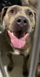 Shelter Stray Female Dog last seen Near BLOCK EL TEJON AVE, BAKERSFIELD CA 93308, 3951 Fruitvale Ave, Bakersfield, CA 93308, USA