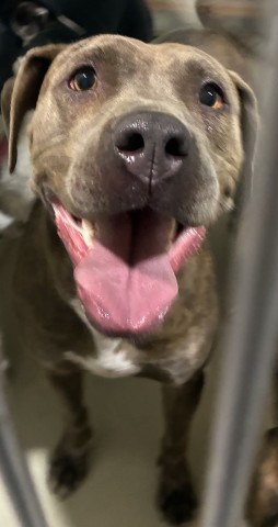 Shelter Stray Female Dog last seen Near BLOCK EL TEJON AVE, BAKERSFIELD CA 93308, 3951 Fruitvale Ave, Bakersfield, CA 93308, USA