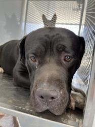 Shelter Stray Male Dog last seen Near BLOCK PLAZA ST, BAKERSFIELD CA 93306, 3951 Fruitvale Ave, Bakersfield, CA 93308, USA