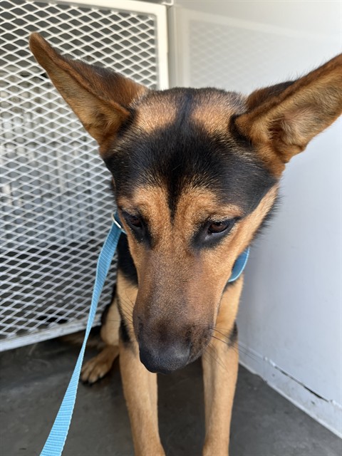 Shelter Stray Male Dog last seen Near BLOCK VALENCIA DR, BAKERSFIELD CA 93306, 3951 Fruitvale Ave, Bakersfield, CA 93308, USA