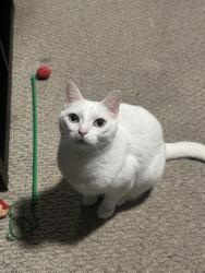 Lost Male Cat last seen East Orangeside Rd and Groveland Rd, Palm Harbor, FL 34684
