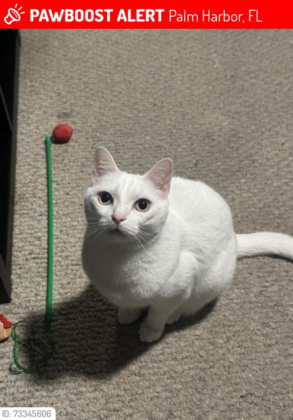 Lost Male Cat last seen East Orangeside Rd and Groveland Rd, Palm Harbor, FL 34684