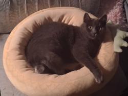 Lost Male Cat last seen 169th ave sw, Rochester, WA 98579