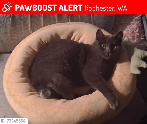 Lost Male Cat last seen 169th ave sw, Rochester, WA 98579