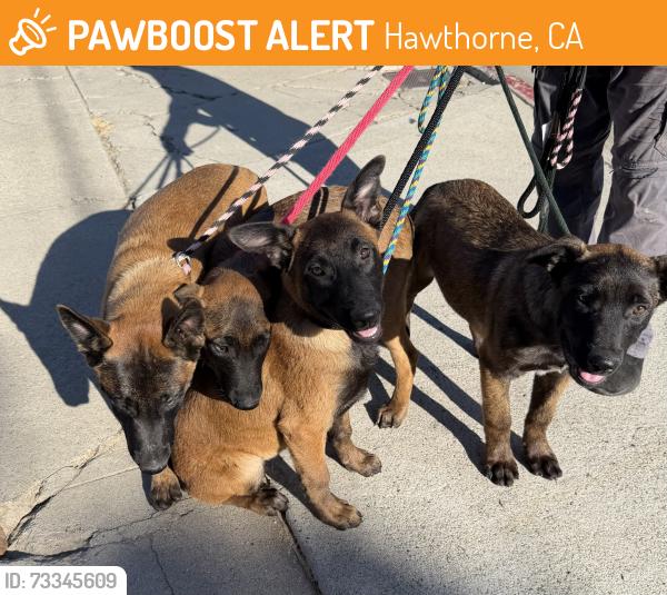 Found/Stray Unknown Dog last seen Near Doty Ave, Hawthorne, CA 90250