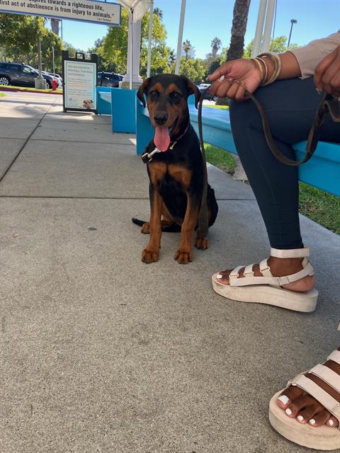 Shelter Stray Female Dog last seen Near BLK TOLBERT AVE, LONG BEACH, CA 90807, 7700 E Spring St, Long Beach, CA 90815, USA