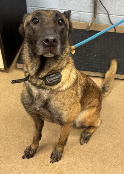 Shelter Stray Female Dog last seen Near EDENBERRY WAY, 30058, GA, 3280 Chamblee Dunwoody Rd, Chamblee, GA 30341, USA