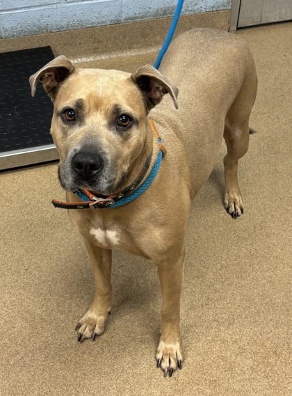 Shelter Stray Female Dog last seen Near RENEE DR, 30035, GA, 3280 Chamblee Dunwoody Rd, Chamblee, GA 30341, USA