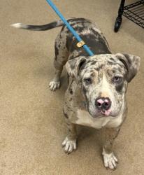 Shelter Stray Female Dog last seen Near Marbut Farms Lane, 30058, GA, 3280 Chamblee Dunwoody Rd, Chamblee, GA 30341, USA