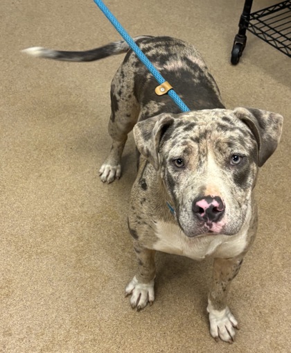 Shelter Stray Female Dog last seen Near Marbut Farms Lane, 30058, GA, 3280 Chamblee Dunwoody Rd, Chamblee, GA 30341, USA