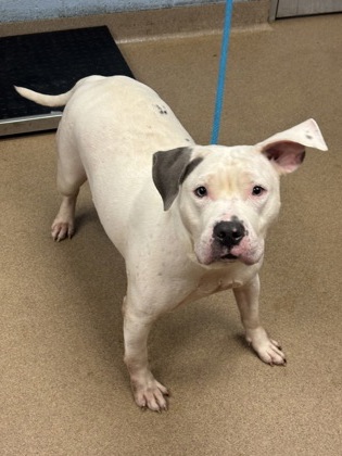 Shelter Stray Female Dog last seen , , GA, 3280 Chamblee Dunwoody Rd, Chamblee, GA 30341, USA