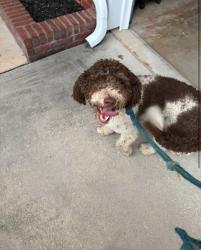 Reunited Unknown Dog last seen Providence/Monrovia, Huntsville, AL 35806