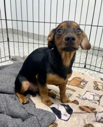Shelter Stray Male Dog last seen Near Brooklyn Ave, 64130, MO, 7077 Elmwood Ave, Kansas City, MO 64132, USA