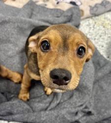 Shelter Stray Female Dog last seen Near Brooklyn Ave, 64130, MO, 7077 Elmwood Ave, Kansas City, MO 64132, USA