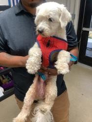 Shelter Stray Male Dog last seen , , TX, 355 Hillshire Dr, Haslet, TX 76052, USA