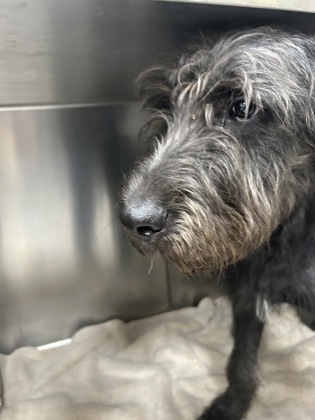 Shelter Stray Male Dog last seen Near CALMONT AVE, West District, TX, 355 Hillshire Dr, Haslet, TX 76052, USA