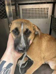Shelter Stray Male Dog last seen E Terrel Ave, Central District,, 355 Hillshire Dr, Haslet, TX 76052, USA