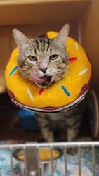 Shelter Stray Male Cat last seen , , TX, 355 Hillshire Dr, Haslet, TX 76052, USA