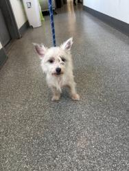 Shelter Stray Female Dog last seen , , CA, 1101 29th Ave, Oakland, CA 94601, USA