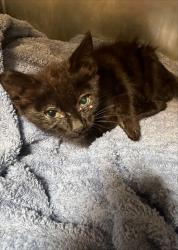 Shelter Stray Male Cat last seen Near International Blvd, Oakland,, 1101 29th Ave, Oakland, CA 94601, USA