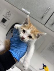 Shelter Stray Male Cat last seen Nicol and Coolidge Ave, Oakland, CA, 1101 29th Ave, Oakland, CA 94601, USA