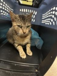 Shelter Stray Female Cat last seen Phelps St, Oakland, CA, 1101 29th Ave, Oakland, CA 94601, USA