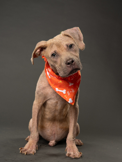 Shelter Stray Male Dog last seen Near Proctor St., Atlanta, GA, 1251 Fulton Industrial Blvd NW, Atlanta, GA 30336, USA