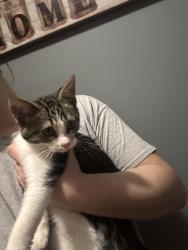 Reunited Female Cat last seen Rock Creek Addition, Fort Wayne, IN 46804