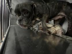 Shelter Stray Female Dog last seen Near BIMINI DR, 70810, LA, 2550 Gourrier Ave, Baton Rouge, LA 70820, USA