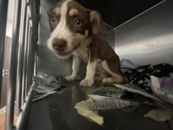 Shelter Stray Female Dog last seen Near BIMINI DR, 70810, LA, 2550 Gourrier Ave, Baton Rouge, LA 70820, USA