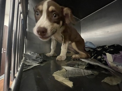 Shelter Stray Female Dog last seen Near BIMINI DR, 70810, LA, 2550 Gourrier Ave, Baton Rouge, LA 70820, USA