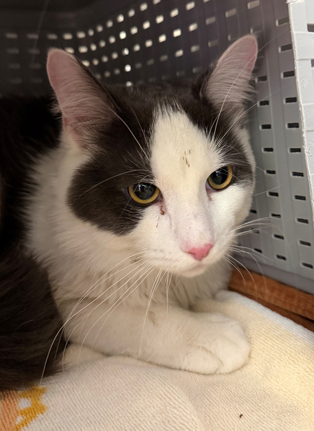 Shelter Stray Male Cat last seen Near E Sinto Avenue, SPOKANE, WA, 99202, 6815 E Trent Ave, Spokane, WA 99212, USA