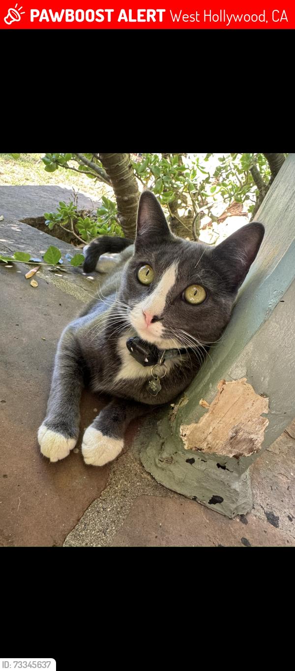 Lost Female Cat last seen Fountain ave, near “Th Cresecent at West Hollywood, West Hollywood, CA 90046