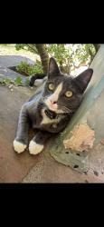 Lost Female Cat last seen Fountain ave, near “Th Cresecent at West Hollywood, West Hollywood, CA 90046