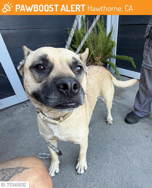Found/Stray Male Dog last seen Near Doty Ave, Hawthorne, CA 90250