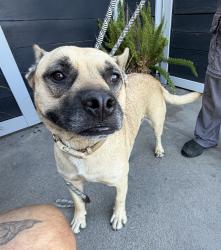 Found/Stray Male Dog last seen Near Doty Ave, Hawthorne, CA 90250