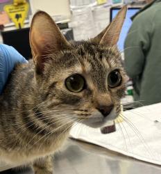 Shelter Stray Female Cat last seen NE Halsey & 244th ave, TROUTDALE, OR, 97060, 1700 W Historic Columbia River Hwy, Troutdale, OR 97060, USA