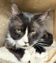 Shelter Stray Male Cat last seen SE Market / 98th, OR, 1700 W Historic Columbia River Hwy, Troutdale, OR 97060, USA