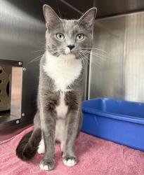 Shelter Stray Female Cat last seen Albina Ave / Webster ave, PORTLAND, OR, 97217, 1700 W Historic Columbia River Hwy, Troutdale, OR 97060, USA