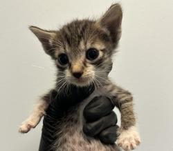 Shelter Stray Male Cat last seen Near Hutton Avenue, San Diego, CA, 92139, 5500 Gaines St, San Diego, CA 92110, USA