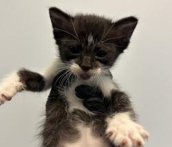Shelter Stray Female Cat last seen Near Hutton Avenue, San Diego, CA, 92139, 5500 Gaines St, San Diego, CA 92110, USA