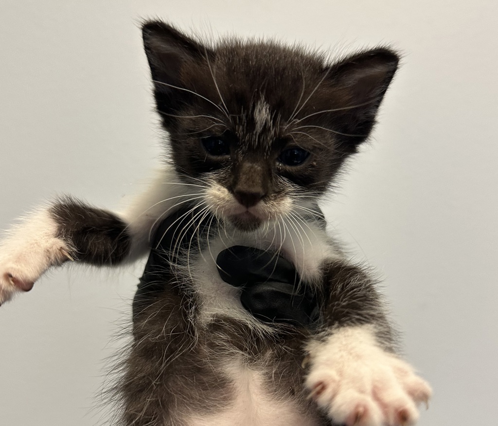 Shelter Stray Female Cat last seen Near Hutton Avenue, San Diego, CA, 92139, 5500 Gaines St, San Diego, CA 92110, USA