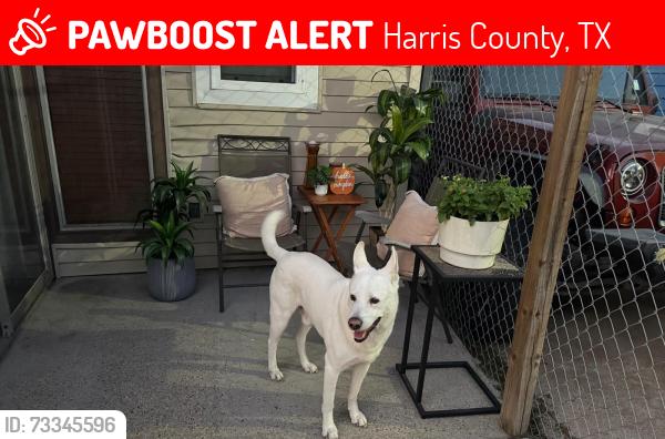 Lost Male Dog last seen Little York Queenston Barker Cypress, Harris County, TX 77084