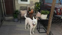 Lost Male Dog last seen Little York Queenston Barker Cypress, Harris County, TX 77084